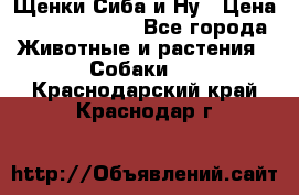 Щенки Сиба и Ну › Цена ­ 35000-85000 - Все города Животные и растения » Собаки   . Краснодарский край,Краснодар г.